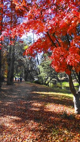 Autumn StrollPhotography by Brian Paatsch